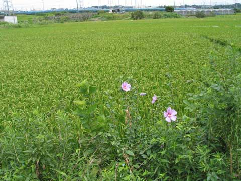 摜U